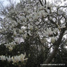 Magnolia soulangeana 'Alba Superba' 200-250cm multistem