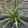 Cordyline 'Australis Verde' (green cordyline) (21cm)