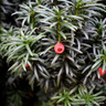 Taxus baccata (Yew) ball 25cm
