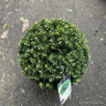 Taxus baccata (Yew) ball 25cm