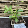 Salvia hybrida 'African Sky' 1ltr pot