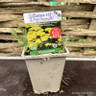 Achillea millefolium 'Sassy Summer Lemon' 1ltr