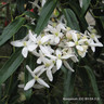 Clematis armandii 120-150cm cane (7L)