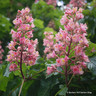 Aesculus x carnea 'Briotii' 5L