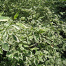 Cornus alba 'Elegantissima' (Variegated Dogwood) - 5L