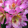 Alstromeria 'Inca collection'