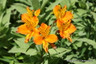 Alstromeria 'Inca collection'