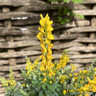 Cytisus phebus 3L