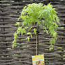 Acer palmatum 'Cascade Gold' lowstem (3L)