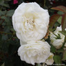 Creme de la Creme - Climbing Rose