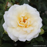 Creme de la Creme - Climbing Rose