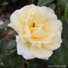 Creme de la Creme - Climbing Rose
