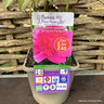 Paeonia lactiflora 'Bouquet Perfect' 3L