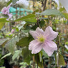 Clematis montana 'Fragrant Spring' 4L