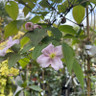 Clematis montana 'Fragrant Spring' 4L