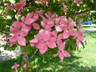 Cornus x 'Stellar Pink' - 30L