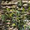 Osmanthus heterophyllus 3L