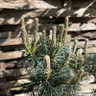 Pinus mugo 'Humpy' 3L