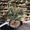 Pinus mugo 'Humpy' 3L