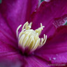 Clematis 'Ville de Lyon'