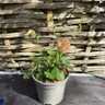 Geum Mai Tai 2L