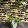 Geranium phaeum 'Wendy's Blush' 2L