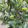 Hydrangea macrophylla 'Julisa'