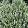 Rosemary officinale 2L