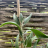 Acacia melanoxylon