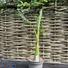 Musella lasiocarpa 5L