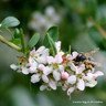 Escallonia 'Donard Seedling'