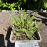 Achillea 'Credo' 1ltr pot