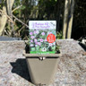 Gypsophila repens 'Rosea' 1ltr pot