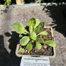 Rudbeckia fulgida fulgida 1ltr pot