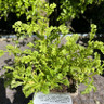 Scabiosa columbaria 'Borocca' 1ltr