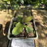 Verbascum 'Copper Rose' 1L