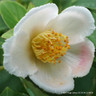 Stewartia rostrata - 35L