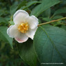 Stewartia rostrata - 35L