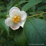 Stewartia rostrata - 7L