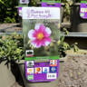 Helianthemum 'Raspberry Ripple'-3L