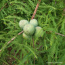 Taxodium distichum 'Shawnee Brave' 4L