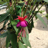 Fuchsia 'Lady Boothby' (Climbing hardy fuchsia) 7.5L