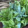 Indoor fern - mixed varieties