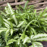 Indoor fern - mixed varieties