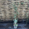 Trachelospermum 'Star of Milano' 3L