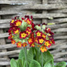 Cowslip (red/orange with yellow centre)