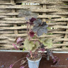 Heuchera special