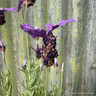 French lavender