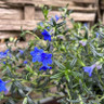 Lithodora