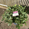 Rhododendendron 'Eucharitis' 15L